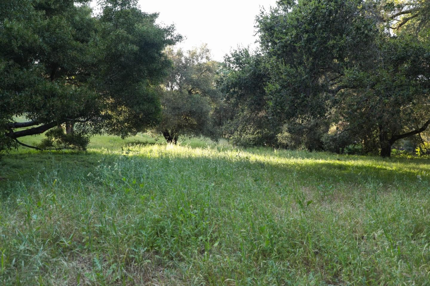 484 Moore Rd, Woodside