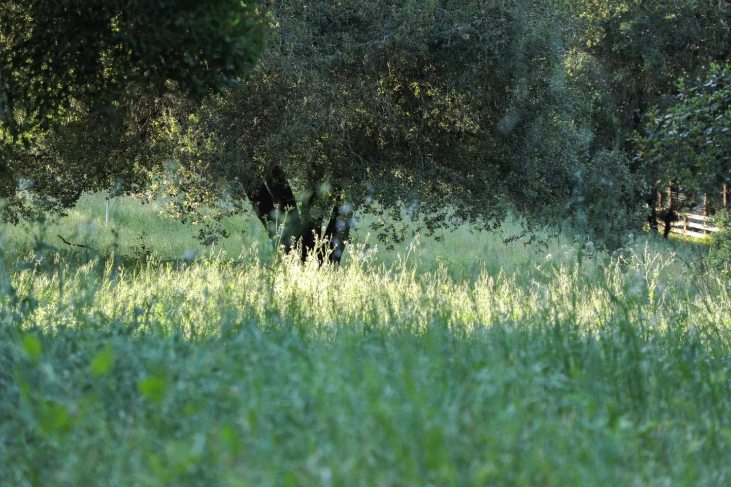 484 Moore Rd, Woodside